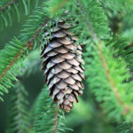 &Scaron;i&scaron;ka smrku ztepil&eacute;ho (Picea abies)