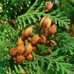 &Scaron;i&scaron;tice zeravu z&aacute;padn&iacute;ho (foto: H. Zell)