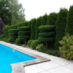 Živ&yacute; plot z t&uacute;je z&aacute;padn&iacute;