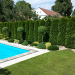 Živ&yacute; plot ze zeravu z&aacute;padn&iacute;ho 'Smaragd'