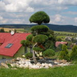 010 - Borovice lesn&iacute; - Brunt&aacute;l