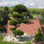 011 - Borovice lesn&iacute; - Brunt&aacute;l