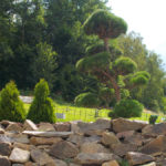 012 - Borovice lesn&iacute; - Brunt&aacute;l
