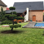 027 - Borovice čern&aacute; - Kralovice