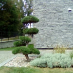 050 - Borovice lesn&iacute; - realizace V&iacute;tězslav Nov&aacute;k - Lučice