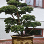 074 - Borovice kleč 'Gnom' - Mn&iacute;&scaron;ek pod Brdy