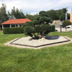 082 - Borovice lesn&iacute; 'Watereri' - P&iacute;sek