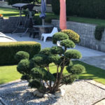 083 - Borovice lesn&iacute; 'Watereri' - P&iacute;sek