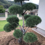087 - Borovice lesn&iacute; - Dlouh&aacute; Třebov&aacute;