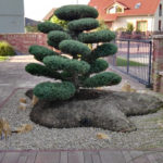 090 - Jalovec prostředn&iacute; 'Hetzii' - Olomouc