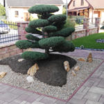 091 - Jalovec prostředn&iacute; 'Hetzii' - Olomouc