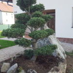 093 - Borovice drobnokvět&aacute; 'Tempelhof' - Žilina