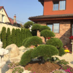 098 - Borovice kleč - Praha