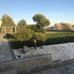 101 - Borovice lesn&iacute; - Měchenice