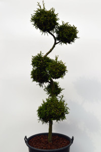 1065 1 Kryptomerie japonsk&aacute; - Cryptomeria japonica 'Rasen'