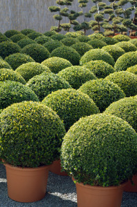 Zimostr&aacute;z malolist&yacute; - Buxus microphylla 'Faulkner'