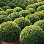 Zimostráz malolistý - Buxus microphylla 'Faulkner'