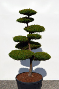 1130 - Kryptomerie japonská - Cryptomeria japonica 'Elegans Viridis'