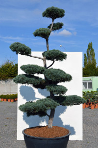 Borovice drobnokvět&aacute; - Pinus parviflora 'Tempelhof'