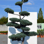 Borovice drobnokvětá - Pinus parviflora 'Tempelhof'