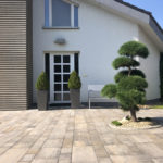 114 - Borovice lesn&iacute; - Lipence