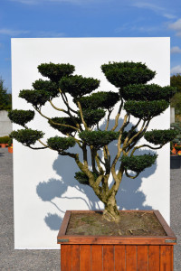 1143 1 - Zimostr&aacute;z obecn&yacute; - Buxus sempervirens