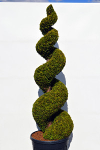 1148 - Zerav z&aacute;padn&iacute; - Thuja occidentalis 'Yellow Ribbon'