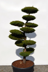 1152 - Kryptomerie japonsk&aacute; - Cryptomeria japonica 'Elegans Viridis'
