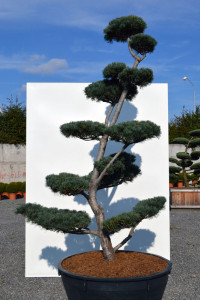 1165 - Borovice drobnokvět&aacute; - Pinus parviflora 'Tempelhof'