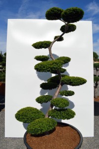 1174 - Tis červen&yacute; - Taxus baccata 'Summergold'