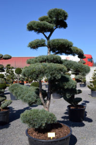 1181 - Borovice drobnokvět&aacute; - Pinus parviflora 'Glauca'