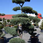 1181 - Borovice drobnokvětá - Pinus parviflora 'Glauca'