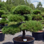 1182 - Borovice čern&aacute; prav&aacute; - Pinus nigra nigra