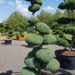 1190 - Jalovec č&iacute;nsk&yacute; - Juniperus chinensis 'Blue Alps'