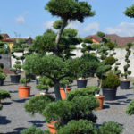 1204 - Borovice drobnokvět&aacute; - Pinus parviflora 'Glauca'