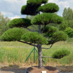 1206 - Borovice čern&aacute; prav&aacute; - Pinus nigra nigra