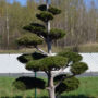 1207 - Borovice Heldreichova - Pinus heldreichii