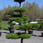 1211 - Modř&iacute;n japonsk&yacute; - Larix kaempferi