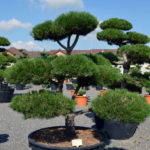 1214 - Borovice čern&aacute; prav&aacute; - Pinus nigra nigra