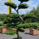 1218 - Modř&iacute;n japonsk&yacute; - Larix kaempferi