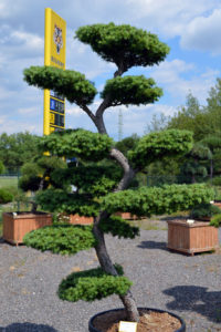 1218 - Modřín japonský - Larix kaempferi