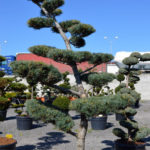 1225 - Borovice drobnokvět&aacute; - Pinus parviflora 'Glauca'