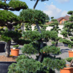 1230 - Borovice drobnokvět&aacute; - Pinus parviflora 'Glauca'