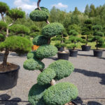 1233 - Jalovec č&iacute;nsk&yacute; - Juniperus chinensis 'Blue Alps'