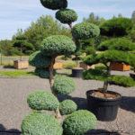 1241 - Jalovec č&iacute;nsk&yacute; - Juniperus chinensis 'Blue Alps'