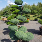 1250 - Jalovec č&iacute;nsk&yacute; - Juniperus chinensis 'Blue Alps'