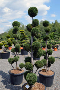 Cypři&scaron;ek Lawsonův - Chamaecyparis lawsoniana 'White Spot'