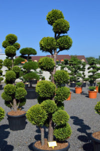 Cypři&scaron;ek Lawsonův - Chamaecyparis lawsoniana 'Ivonne'