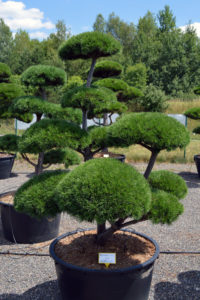 1375 - Borovice kleč - Pinus mugo