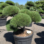 1378 - Borovice lesn&iacute; - Pinus sylvestris